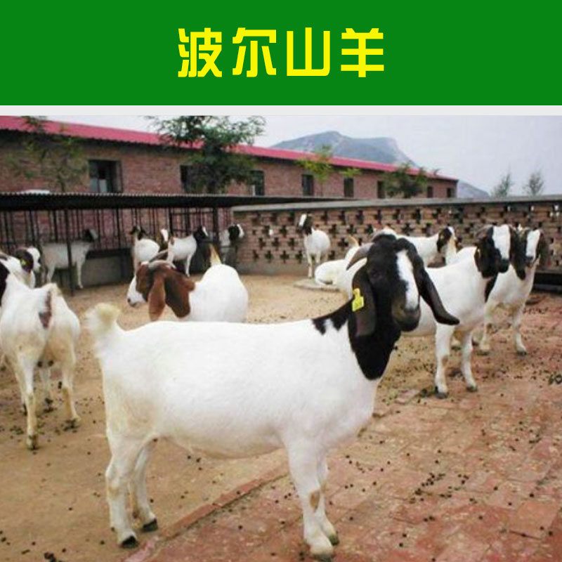 山東*價(jià)格報(bào)價(jià) 山東*價(jià)格多少錢 *羊羔報(bào)價(jià)