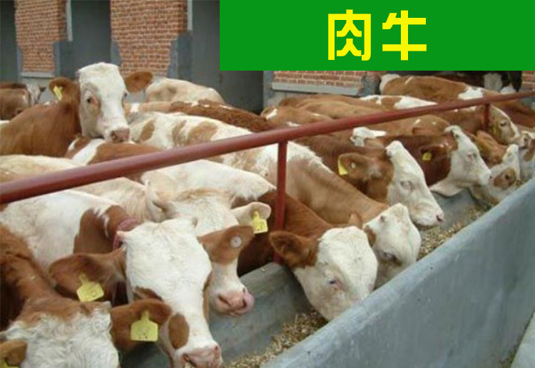 哪里有賣圖片/哪里有賣樣板圖 (3)