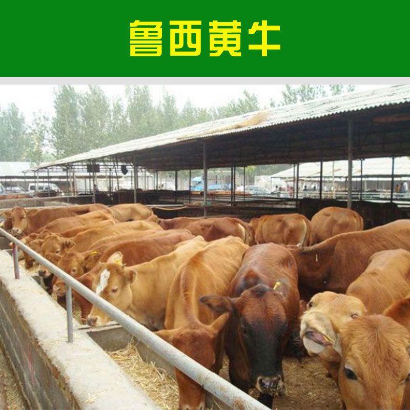 魯西黃牛圖片/魯西黃牛樣板圖 (3)