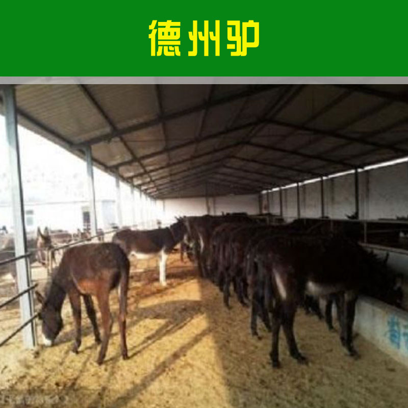 德州驢多少錢一只圖片/德州驢多少錢一只樣板圖 (2)