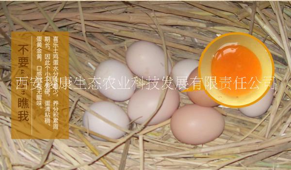 土雞蛋圖片/土雞蛋樣板圖 (1)