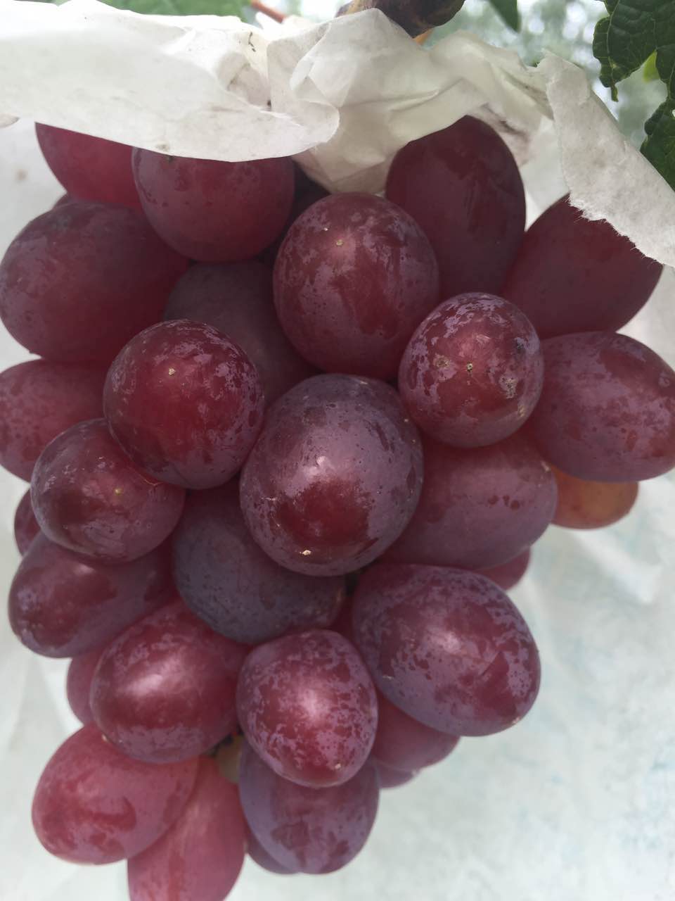 葡萄銷售圖片