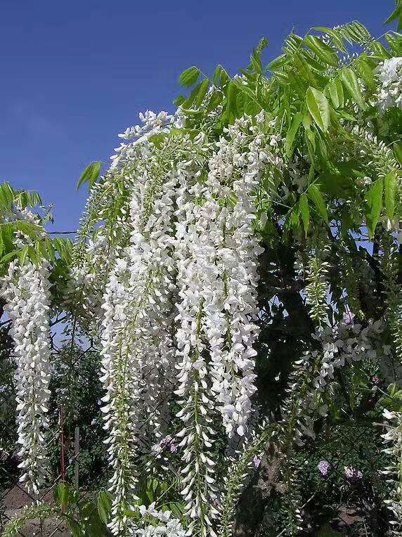 多花紫藤圖片/多花紫藤樣板圖 (3)