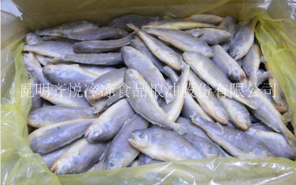 冷凍章魚圖片/冷凍章魚樣板圖 (2)