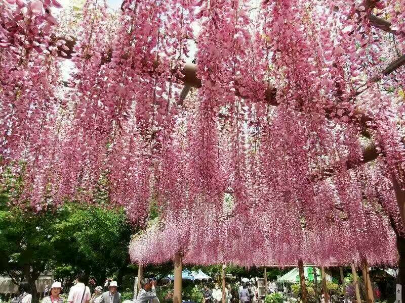 江西多花紫藤圖片