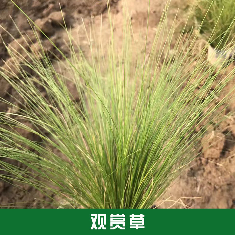 觀賞草種圖片/觀賞草種樣板圖 (3)