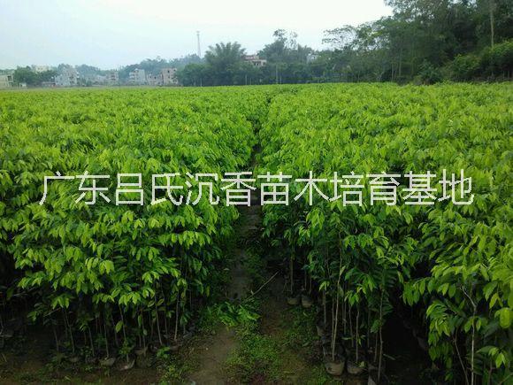 云南沉香樹(shù)苗多少錢(qián)一棵|云南沉香圖片/云南沉香樹(shù)苗多少錢(qián)一棵|云南沉香樣板圖 (2)