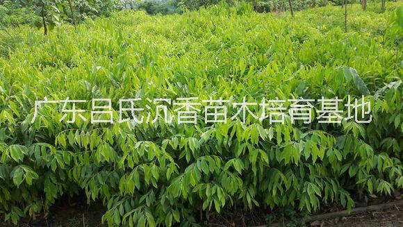 云南沉香樹(shù)苗多少錢(qián)一棵|云南沉香圖片/云南沉香樹(shù)苗多少錢(qián)一棵|云南沉香樣板圖 (3)