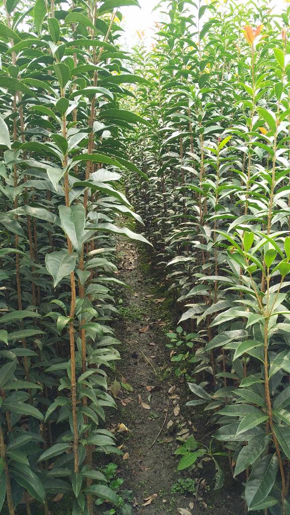 長柄金桂圖片/長柄金桂樣板圖 (3)