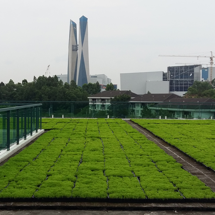 节能隔热草,佛甲草,屋顶植物节能隔热草,佛甲草,屋顶植物,全国物流送货上门,施工便捷高效