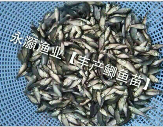 五倍體鯽魚苗報(bào)價(jià)深圳五倍體鯽魚苗供應(yīng)商 13138516892崔先生