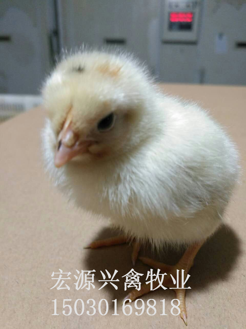 河北石家莊代蛋雞海蘭灰雛雞廠家圖片/河北石家莊代蛋雞海蘭灰雛雞廠家樣板圖 (1)