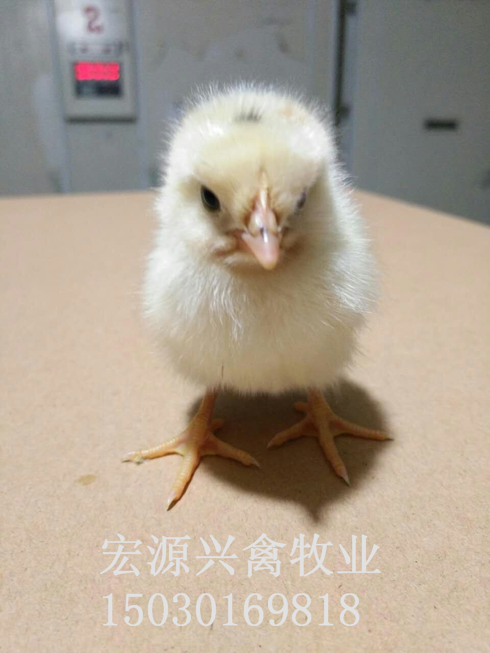 石家莊圖片/石家莊樣板圖 (1)