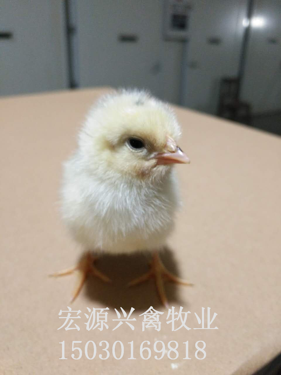 海蘭褐雞苗圖片/海蘭褐雞苗樣板圖 (4)