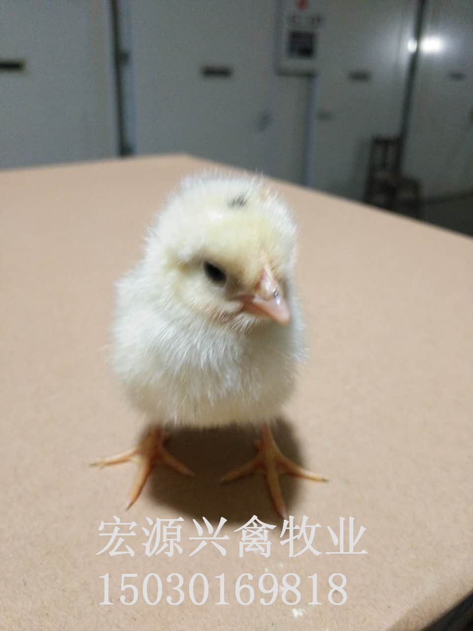 石家莊圖片/石家莊樣板圖 (2)