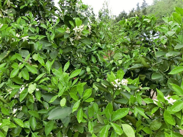 柑橘圖片/柑橘樣板圖 (3)