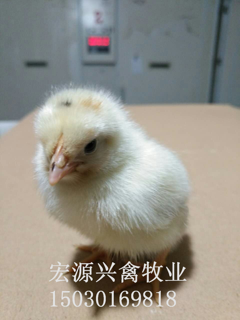 河北石家莊代蛋雞海蘭灰雛雞批發(fā)圖片/河北石家莊代蛋雞海蘭灰雛雞批發(fā)樣板圖 (2)
