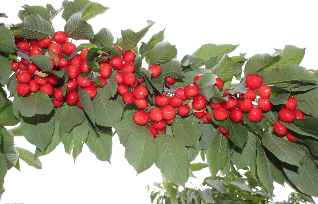 櫻桃圖片/櫻桃樣板圖 (2)