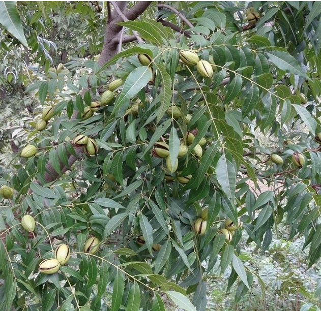 核桃苗種植圖片/核桃苗種植樣板圖 (2)