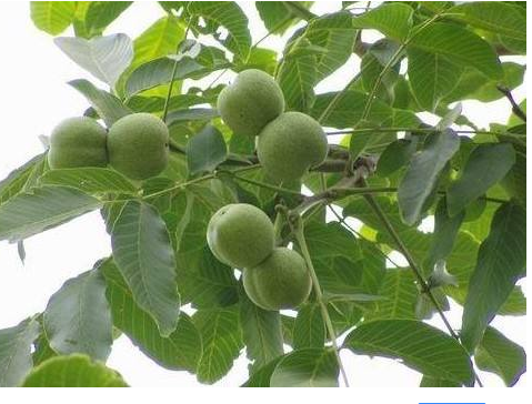 核桃苗種植圖片/核桃苗種植樣板圖 (4)