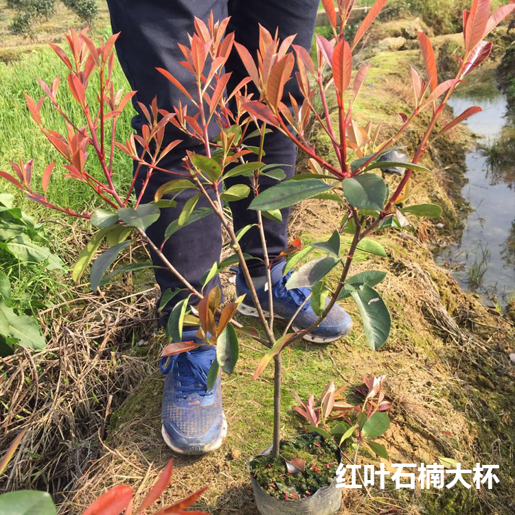 浙江紅葉石楠大杯價(jià)格|浙江紅葉石楠批發(fā)|浙江紅葉石楠種植