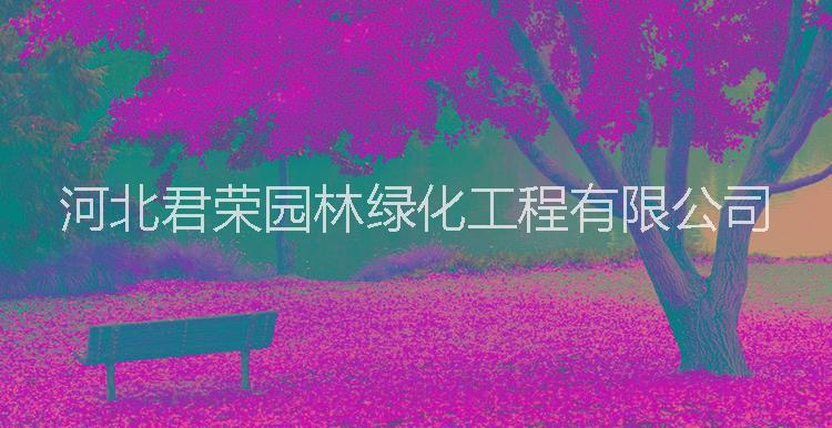 1-3公分銀杏圖片/1-3公分銀杏樣板圖 (2)