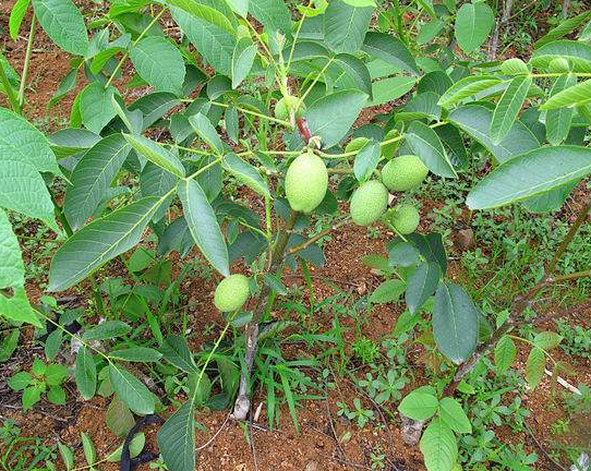 核桃苗種植  櫻桃樹苗種植