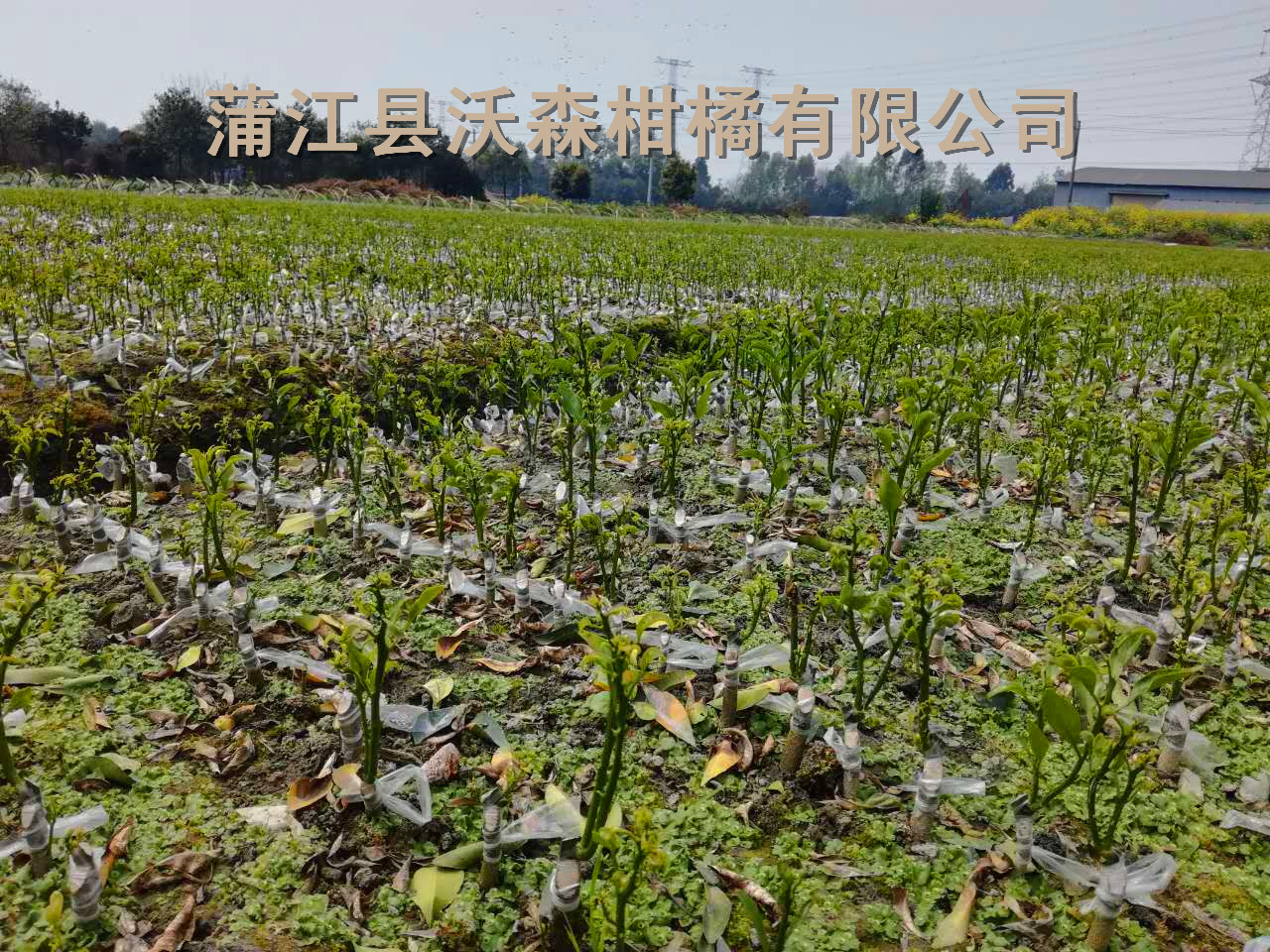 柑橘圖片/柑橘樣板圖 (1)