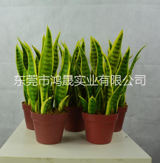 仿真植物批发 高仿真虎尾兰 人造植物假外母舌 仿真虎皮兰龙舌兰 仿真虎皮兰 仿真外母舌 仿真虎皮兰 仿真外母舌 仿真虎尾