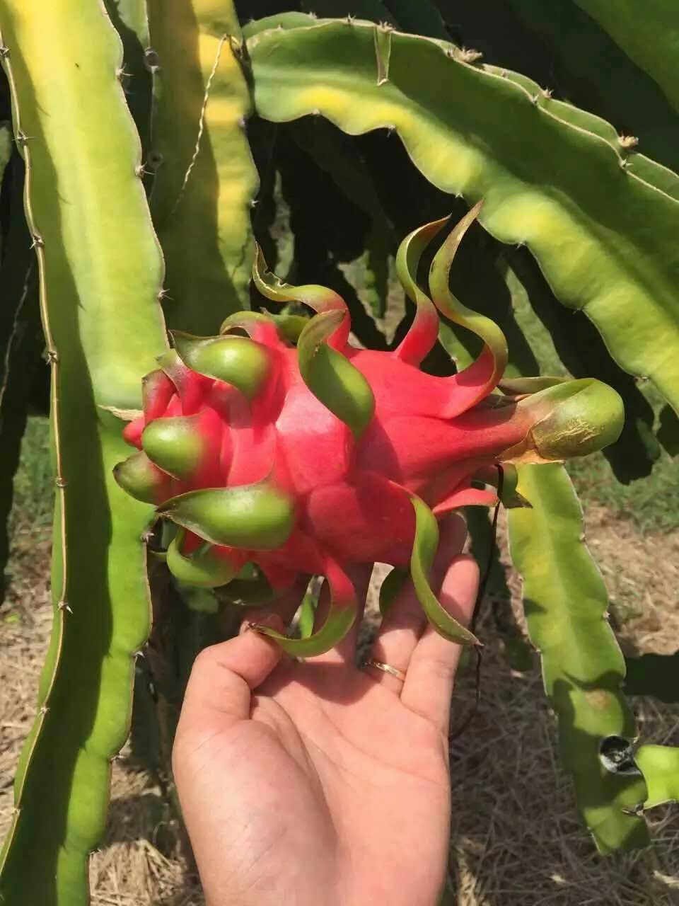越南火龍果圖片