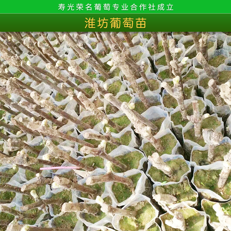 葡萄苗圖片/葡萄苗樣板圖 (3)