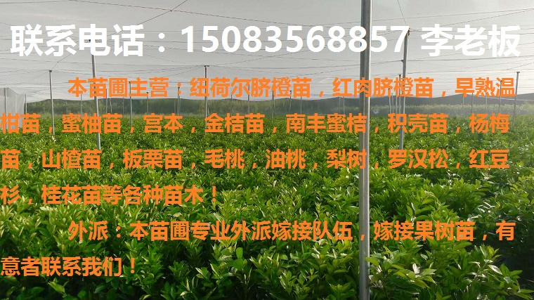 贛南優(yōu)質(zhì)早熟臍橙苗,日南苗,紅肉臍橙苗等各種果樹苗 贛南早熟臍橙苗,日南苗,紅肉臍橙