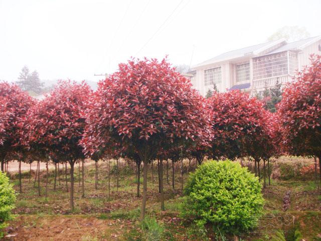 紅葉石楠圖片/紅葉石楠樣板圖 (4)