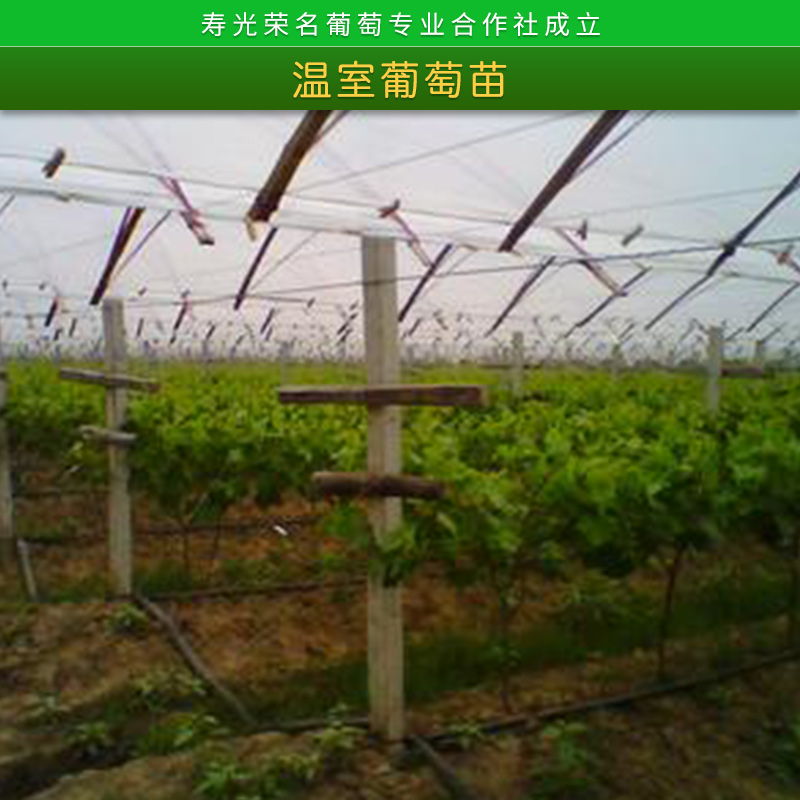 葡萄苗圖片/葡萄苗樣板圖 (4)