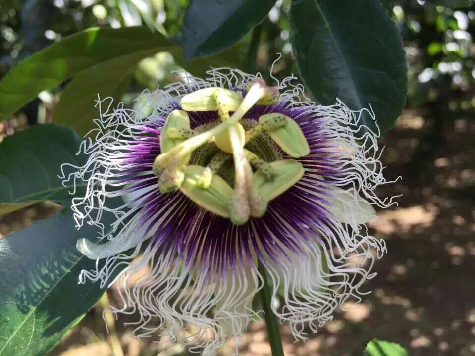 百香果圖片/百香果樣板圖 (3)
