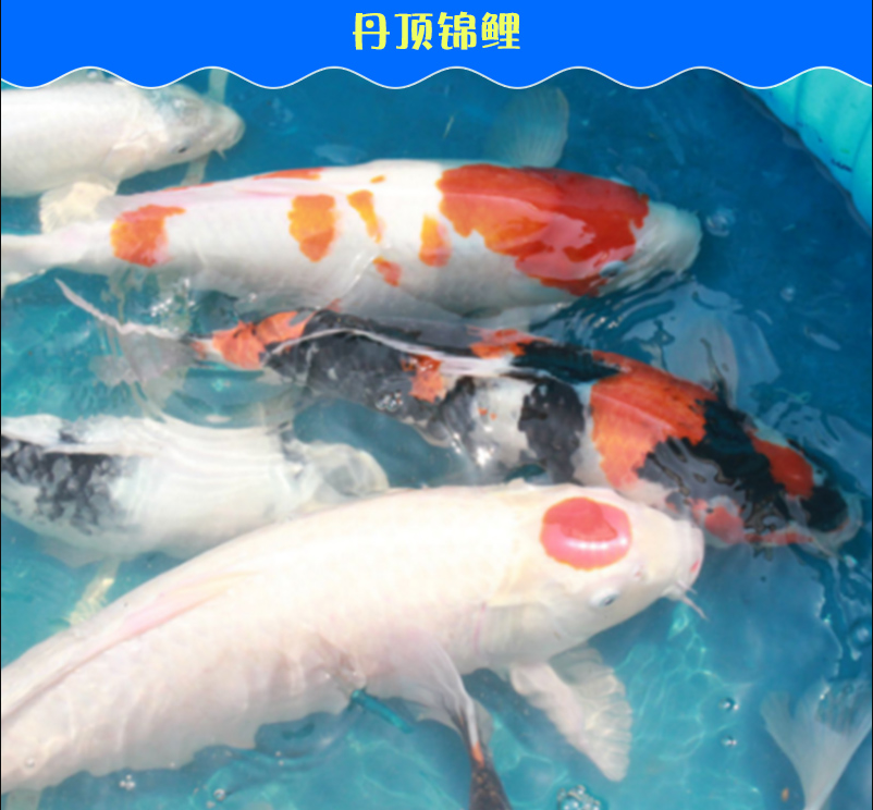 觀賞魚丹頂錦鯉 精選純種官鯉寵物魚 冠若玄珠婉若游龍丹頂錦鯉活體