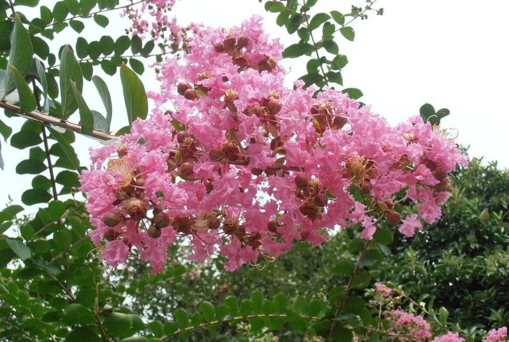 江蘇高桿紫薇種植苗圃，江蘇高桿紫薇成活率高，江蘇高桿紫薇供應(yīng)商，江蘇高桿紫薇批發(fā)價(jià)格