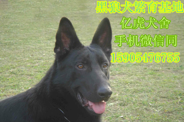 黑狼犬养殖基地 黑狼犬养殖场