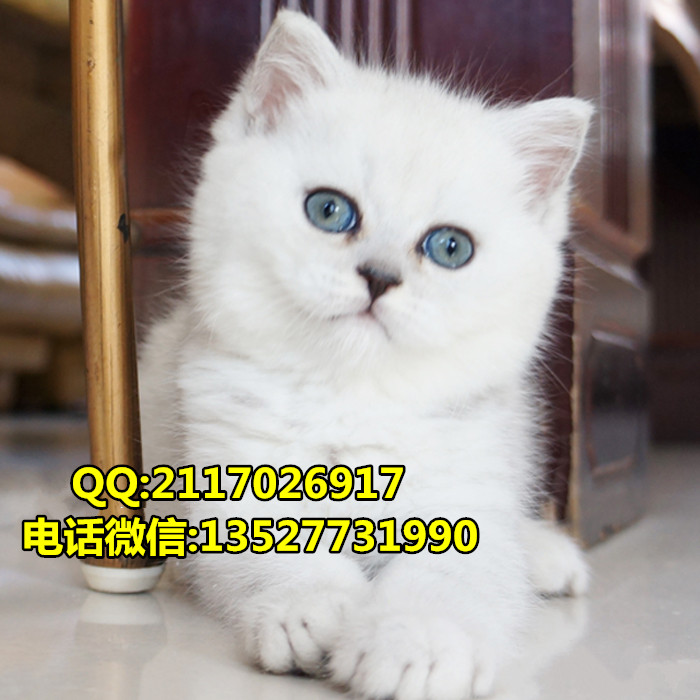 短毛貓圖片/短毛貓樣板圖 (2)