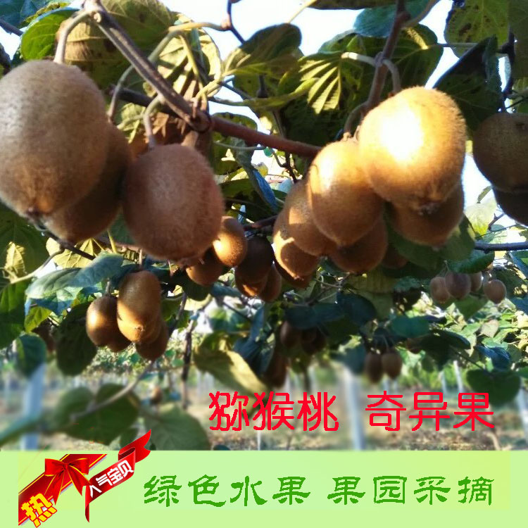 獼猴桃圖片/獼猴桃樣板圖 (4)