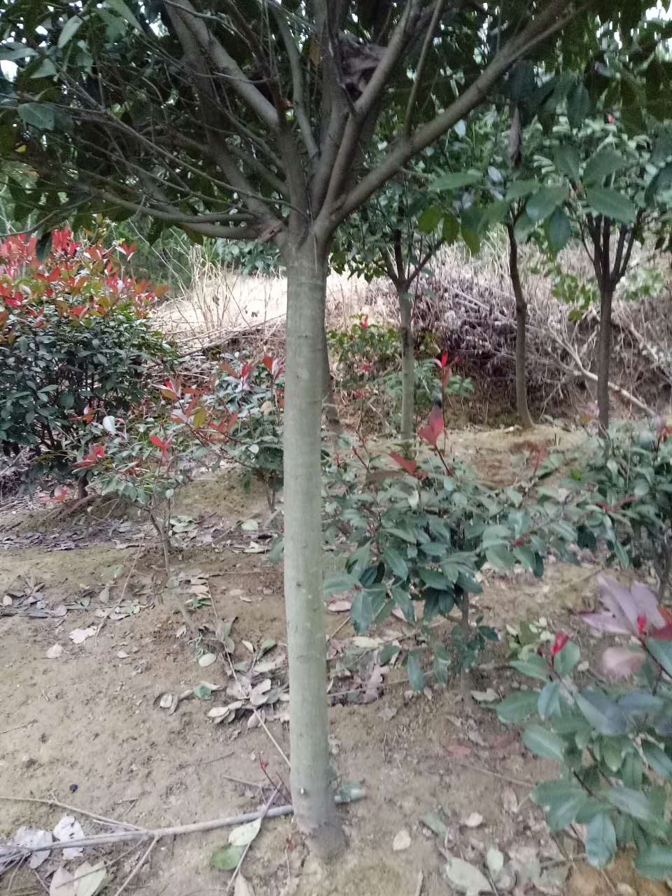 1至12公分高桿女貞  海量供應(yīng)高桿女貞 供應(yīng)安徽高桿女貞