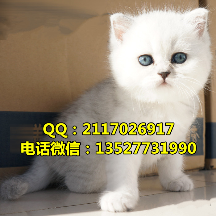 英國短毛貓英國短毛貓價格
