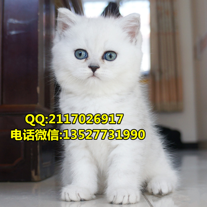 短毛貓圖片/短毛貓樣板圖 (4)