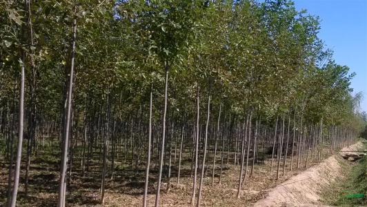 8公分國槐價格 10公分國槐價格