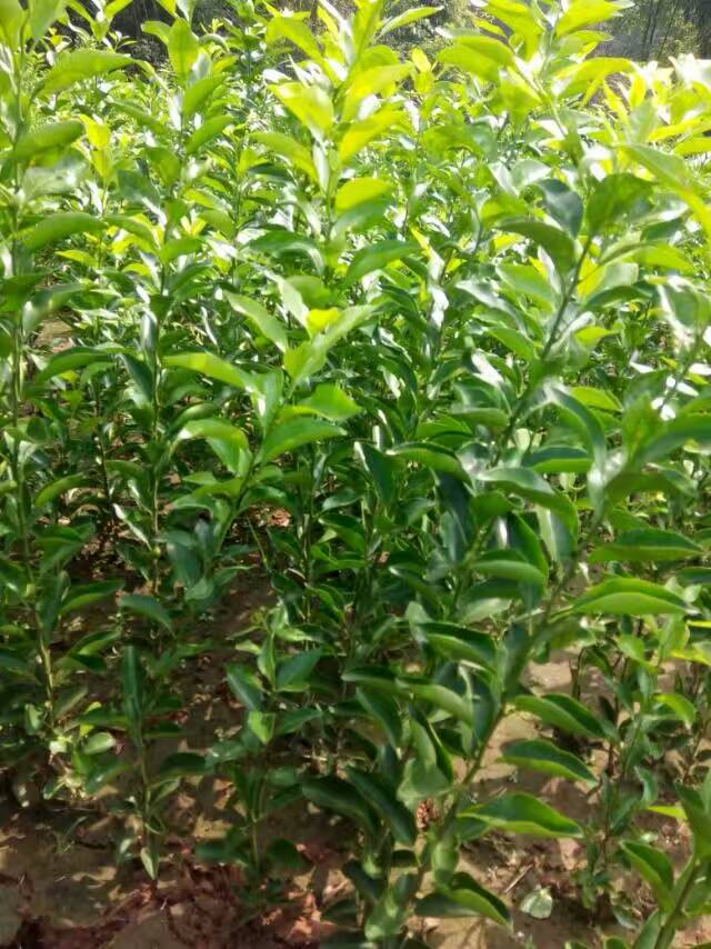 沙糖桔圖片/沙糖桔樣板圖 (2)