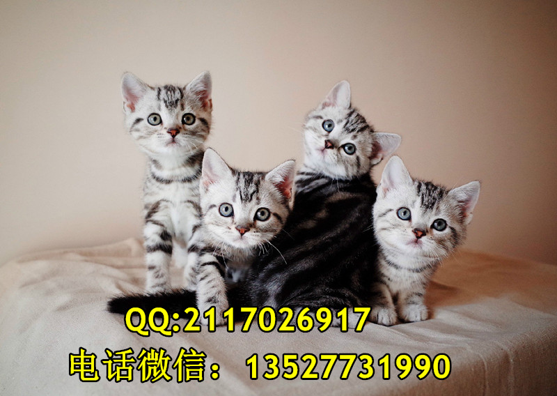 广州市宠物猫短毛猫厂家