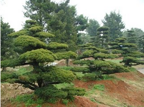 湖南安化县五针松树苗销售  各种园林盆景种植