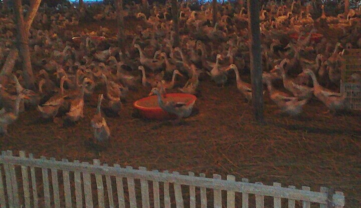 白毛圖片/白毛樣板圖 (1)