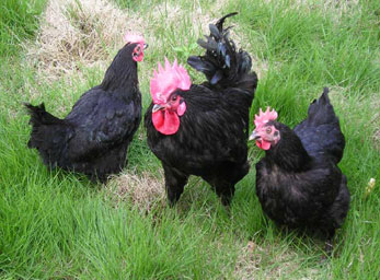 宜昌高產(chǎn)黑羽綠殼蛋雞苗、三峽麻羽 高產(chǎn)黑羽綠殼蛋雞苗、三峽麻羽綠殼