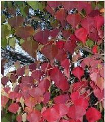 紅葉烏桕圖片/紅葉烏桕樣板圖 (4)